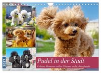Produktbild: Pudel in der Stadt. Urbane Momente voller Charme und Lebensfreude (Wandkalender 2027 DIN A4 quer), CALVENDO Monatskalender