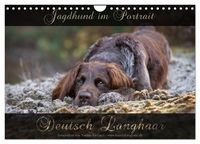 Produktbild: Jagdhund im Portrait - Deutsch Langhaar (Wandkalender 2027 DIN A4 quer), CALVENDO Monatskalender