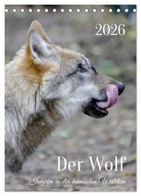 Produktbild: Der Wolf - Isegrim in den heimischen W&auml;ldern - Kalender 2026 (Tischkalender 2026 DIN A5 hoch), CALVENDO Monatskalender