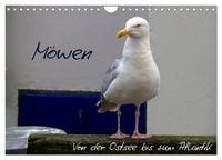 Produktbild: M&ouml;wen - Von der Ostsee bis zum Atlantik (Wandkalender 2026 DIN A4 quer), CALVENDO Monatskalender