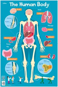 Produktbild: Collins Kids: Human Body