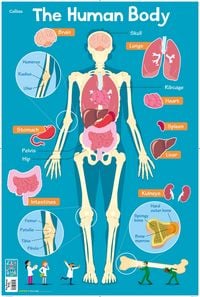 Produktbild: Collins Kids: Human Body