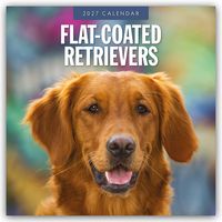 Produktbild: Flat-Coated Retrievers &ndash; Flat Coated Retriever 2027 &ndash; 16-Monatskalender