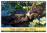 Produktbild: Das Leben der Biber (Tischkalender 2026 DIN A5 quer), CALVENDO Monatskalender