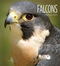 Produktbild: Falcons