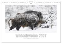 Produktbild: Wildschweine &ndash; Wildlife Fotografien (Wandkalender 2027 DIN A4 quer), CALVENDO Monatskalender