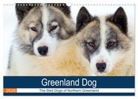 Produktbild: Greenland Dog - The Sled Dogs of Northern Greenland (Wall Calendar 2026 DIN A3 landscape), CALVENDO 12 Month Wall Calendar