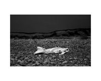 Produktbild: The Curious Moaning of Kenfig Burrows