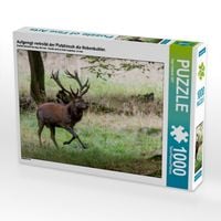 Produktbild: CALVENDO Puzzle Aufgeregt vertreibt der Platzhirsch die Nebenbuhler. | 1000 Teile Lege-Gr&ouml;&szlig;e 64x48cm Foto-Puzzle f&uuml;r gl&uuml;ckliche Stunden