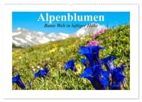 Produktbild: Alpenblumen. Bunte Welt in luftiger H&ouml;he (Wandkalender 2026 DIN A2 quer), CALVENDO Monatskalender