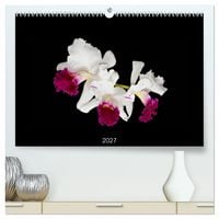 Produktbild: Leuchtende Cattleyen (hochwertiger Premium Wandkalender 2027 DIN A2 quer), Kunstdruck in Hochglanz