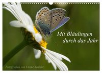 Produktbild: Mit Bl&auml;ulingen durch das Jahr (Wandkalender 2026 DIN A3 quer), CALVENDO Monatskalender