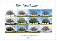 Produktbild: Ein Nussbaum von Januar bis Dezember (Wandkalender 2026 DIN A3 quer), CALVENDO Monatskalender