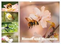Produktbild: Bienen und Hummeln in Aktion (Wandkalender 2026 DIN A2 quer), CALVENDO Monatskalender