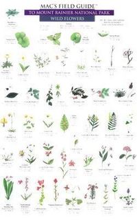 Produktbild: Mac's Field Guides: Mount Rainier National Park Flowers & Trees