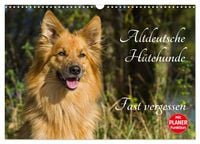 Produktbild: Altdeutsche H&uuml;tehunde - Fast vergessen (Wandkalender 2026 DIN A3 quer), CALVENDO Monatskalender