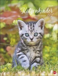 Katzenkinder Posterkalender 2024 von Monika Wegler. Unwiderstehliche Katzenbabys im Porträt. Ein großer Wandkalender mit vielen Fotos und Geschichte von Monika Wegler