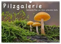 Produktbild: Pilzgalerie - Heimische Pilze von ihrer sch&ouml;nsten Seite (Wandkalender 2026 DIN A3 quer), CALVENDO Monatskalender