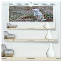 Produktbild: Hermelin - das wieselflinke Raubtier (hochwertiger Premium Wandkalender 2026 DIN A2 quer), Kunstdruck in Hochglanz