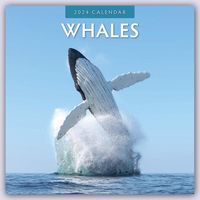 Bild vom Artikel Whales – Wale 2024 – 16-Monatskalender vom Autor Red Robin Publishing Ltd