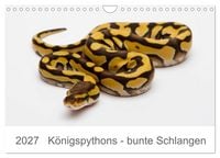 Produktbild: K&ouml;nigspythons - bunte Schlangen (Wandkalender 2027 DIN A4 quer), CALVENDO Monatskalender