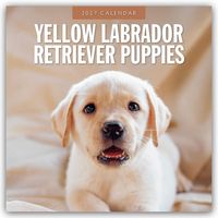 Produktbild: Yellow Labrador Retriever Puppies &ndash; Gelbe Labrador Retriever Welpen 2027 &ndash; 16-Monatskalender