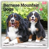Produktbild: Bernese Mountain Dogs &ndash; Berner Sennenhund 2027 &ndash; 16-Monatskalender