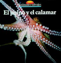Produktbild: El pulpo y el calamar
