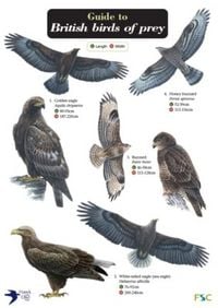 Produktbild: Guide to British Birds of Prey
