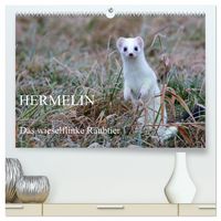 Produktbild: Hermelin - das wieselflinke Raubtier (hochwertiger Premium Wandkalender 2027 DIN A2 quer), Kunstdruck in Hochglanz