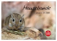 Produktbild: Mausebande (Wandkalender 2027 DIN A2 quer), CALVENDO Monatskalender
