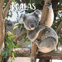 Bild vom Artikel Koala Bären 2024 vom Autor 
