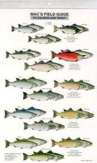 Produktbild: Mac's Field Guides: North American Salmon & Trout