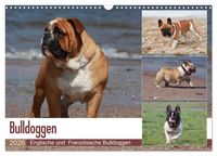 Produktbild: Bulldoggen - Englische und Franz&ouml;sische Bulldoggen (Wandkalender 2026 DIN A3 quer), CALVENDO Monatskalender