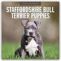Produktbild: Staffordshire Bull Terrier Puppies &ndash; Staffordshire Bullterrier Welpen 2026 &ndash; 16-Monatskalender