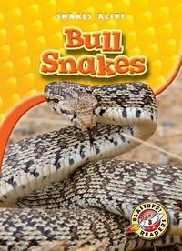 Produktbild: Bull Snakes