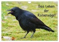 Produktbild: Das Leben der Rabenv&ouml;gel (Wandkalender 2027 DIN A4 quer), CALVENDO Monatskalender