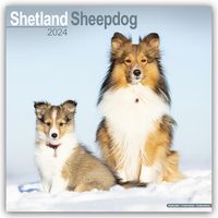 Bild vom Artikel Shetland Sheepdog - Shelties 2024 - 16-Monatskalender vom Autor Avonside Publishing Ltd