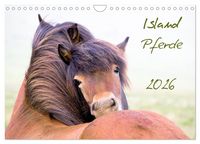 Produktbild: Islandpferde (Wandkalender 2026 DIN A4 quer), CALVENDO Monatskalender