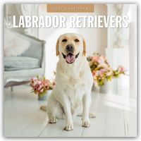 Produktbild: Labrador Retrievers &ndash; Labrador Retriever 2027 &ndash; 16-Monatskalender