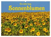 Produktbild: Ein Jahr lang Sonnenblumen (Wandkalender 2026 DIN A2 quer), CALVENDO Monatskalender