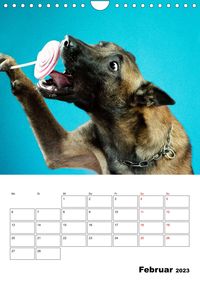 Dogs - funny moments Schräge Hunde in komischen Situationen (Wandkalender 2023 DIN A4 hoch)