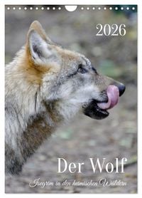 Produktbild: Der Wolf - Isegrim in den heimischen W&auml;ldern - Kalender 2026 (Wandkalender 2026 DIN A4 hoch), CALVENDO Monatskalender