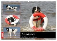 Produktbild: Landseer - Das Wasser ist ihr Element (Wandkalender 2027 DIN A2 quer), CALVENDO Monatskalender