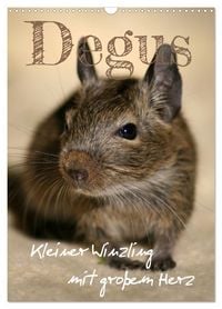 Produktbild: Degus - Winzlinge mit gro&szlig;em Herz (Wandkalender 2026 DIN A3 hoch), CALVENDO Monatskalender
