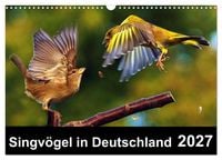 Produktbild: Singv&ouml;gel in Deutschland (Wandkalender 2027 DIN A3 quer), CALVENDO Monatskalender