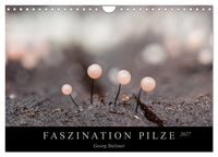 Produktbild: FASZINATION PILZE 2027 (Wandkalender 2027 DIN A4 quer), CALVENDO Monatskalender