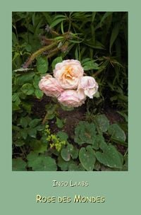 Produktbild: Valdolon / Rose des Mondes