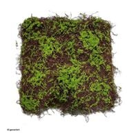 Produktbild: HTI-Living HTI-Living Moosmatte 50 x 50 cm Kunstpflanze Flora