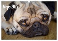 Produktbild: Mops 2027 (Wandkalender 2027 DIN A3 quer), CALVENDO Monatskalender